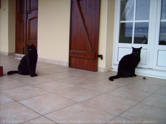 Photo de Chat domestique