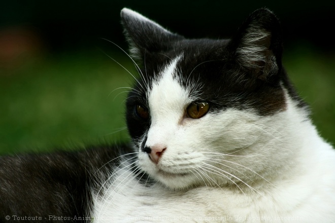 Photo de Chat domestique