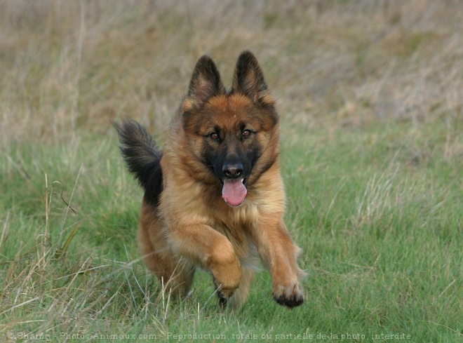 Photo de Berger allemand  poil court