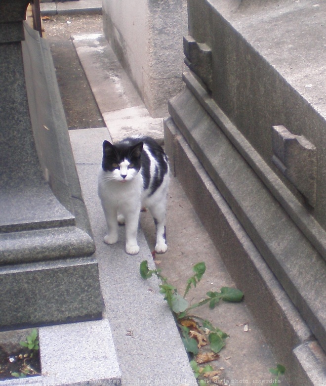 Photo de Chat domestique