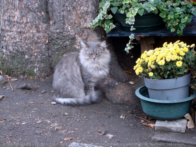 Photo de Chat domestique