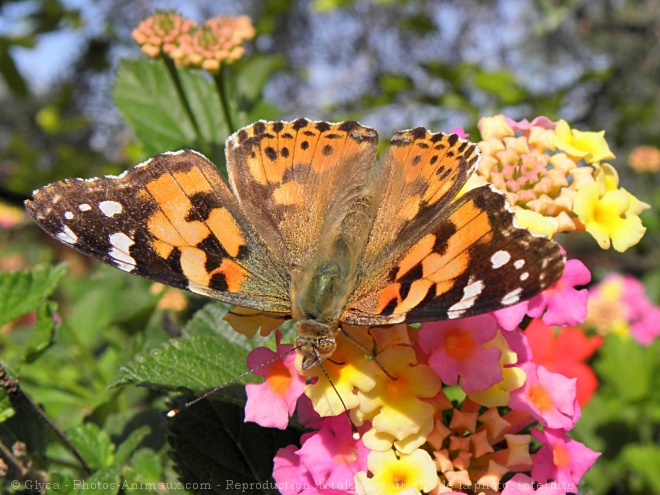 Photo de Papillon