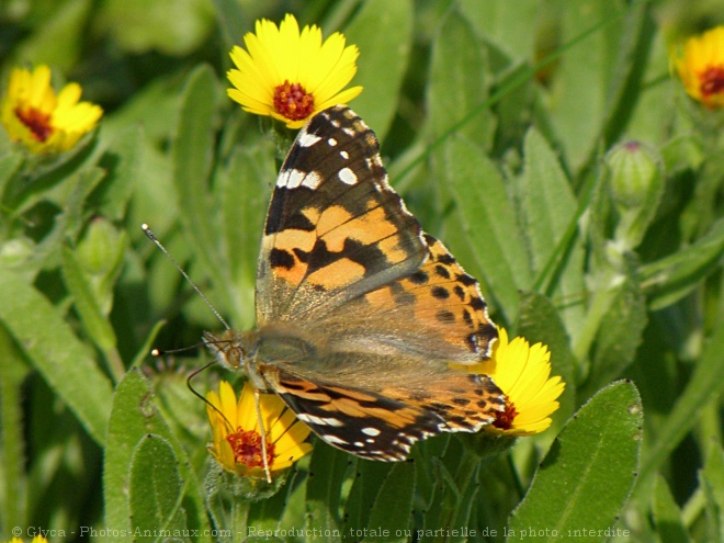 Photo de Papillon