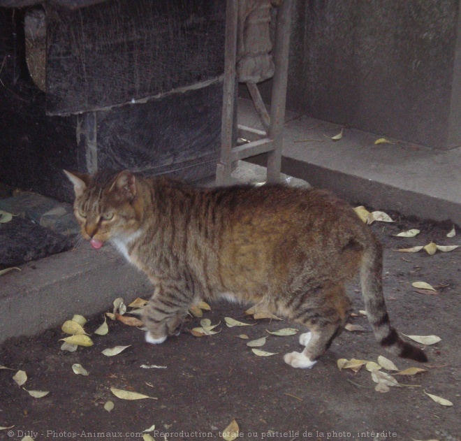 Photo de Chat domestique