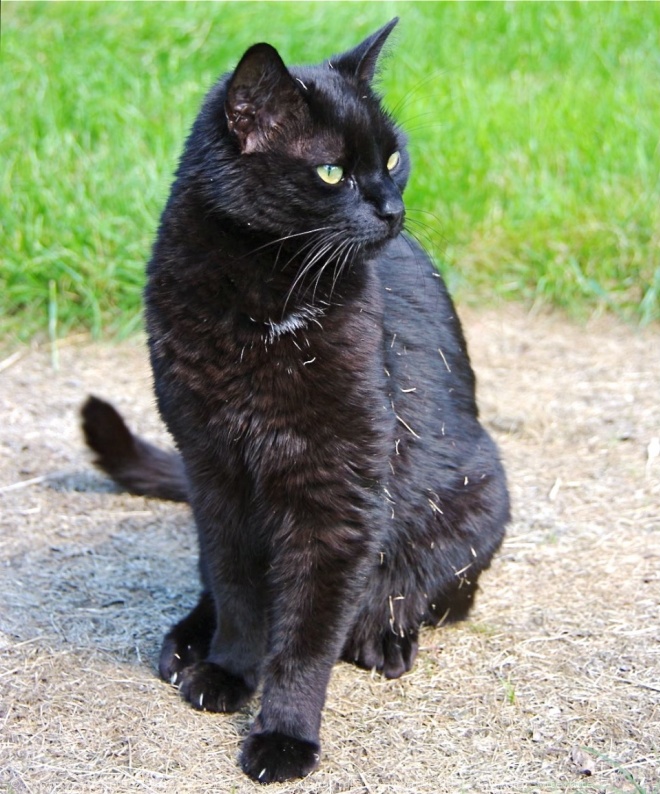 Photo de Chat domestique