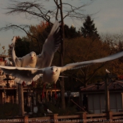 Photo de Mouette