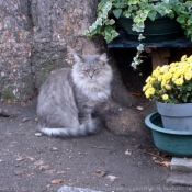 Photo de Chat domestique