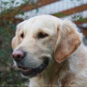 Photo de Golden retriever