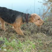 Photo d'Airedale terrier