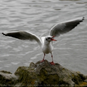 Photo de Mouette