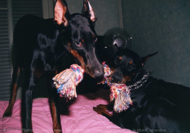 Photo de Dobermann