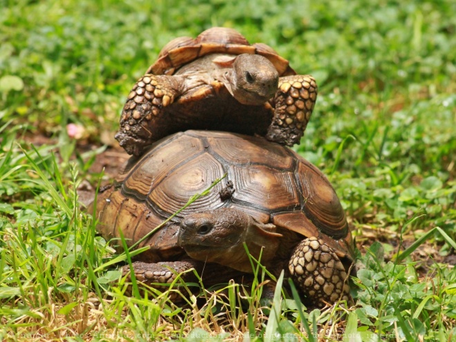 Photo de Tortue