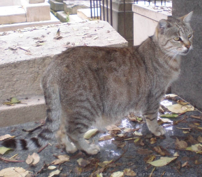 Photo de Chat domestique