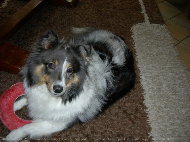 Photo de Chien de berger des shetland