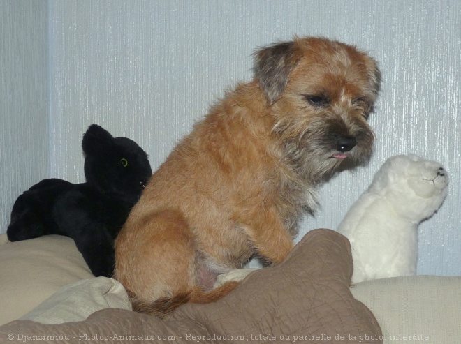 Photo de Border terrier