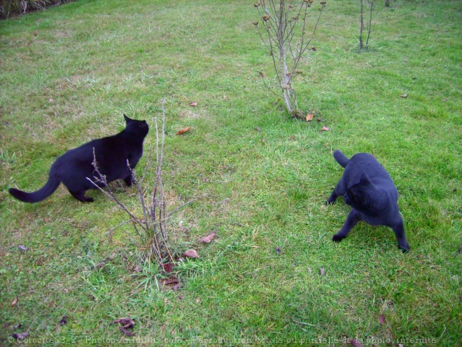 Photo de Chat domestique