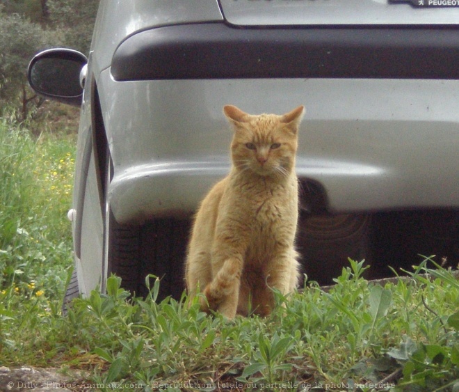 Photo de Chat domestique