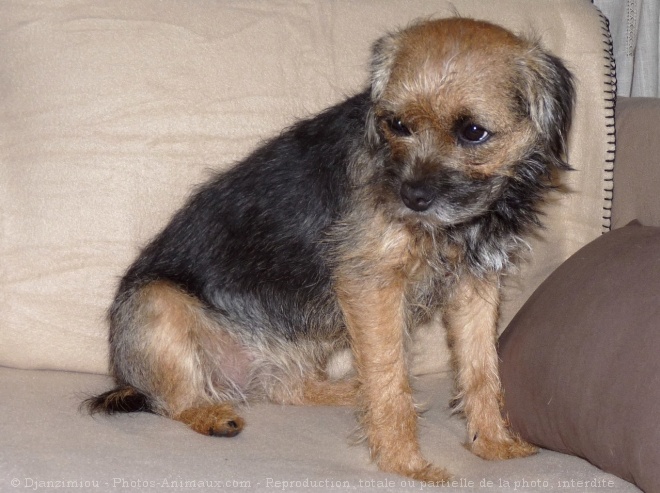 Photo de Border terrier