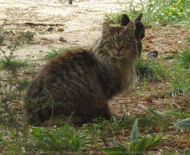 Photo de Chat domestique