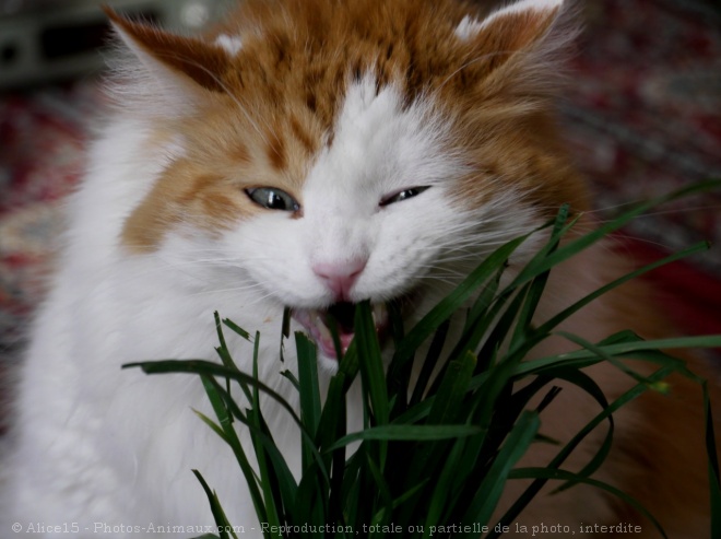 Photo de Chat domestique