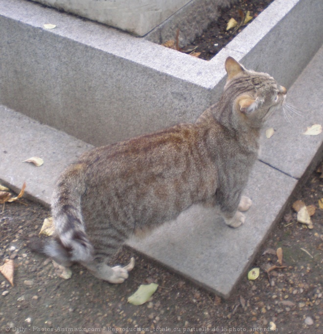 Photo de Chat domestique