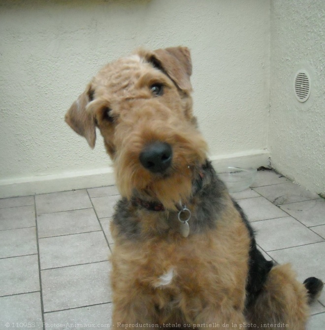 Photo d'Airedale terrier