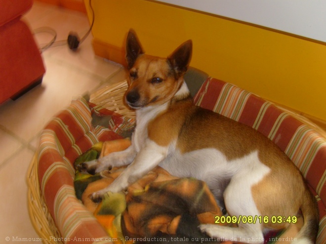 Photo de Jack russell terrier