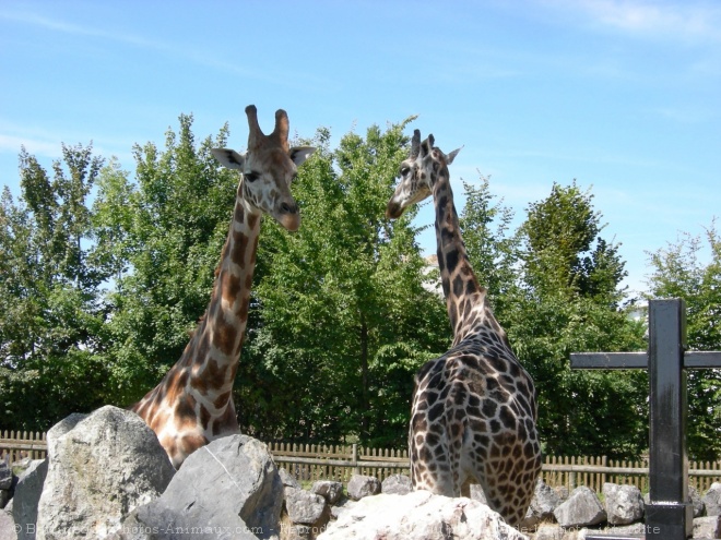 Photo de Girafe