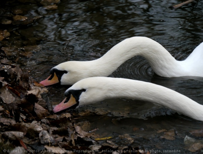 Photo de Cygne