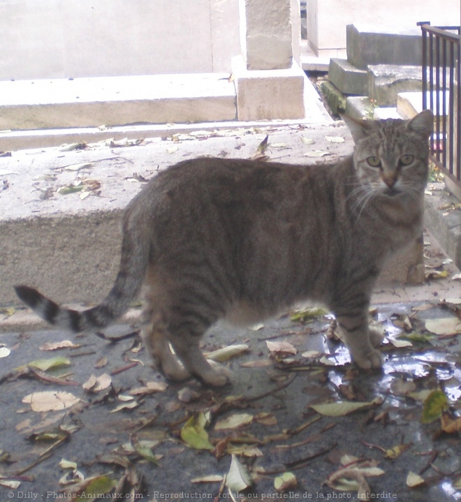 Photo de Chat domestique