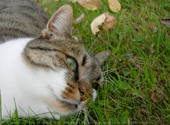 Photo de Chat domestique