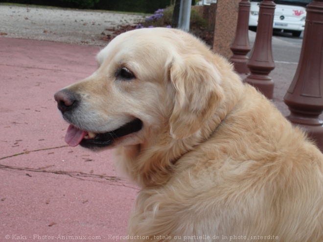 Photo de Golden retriever