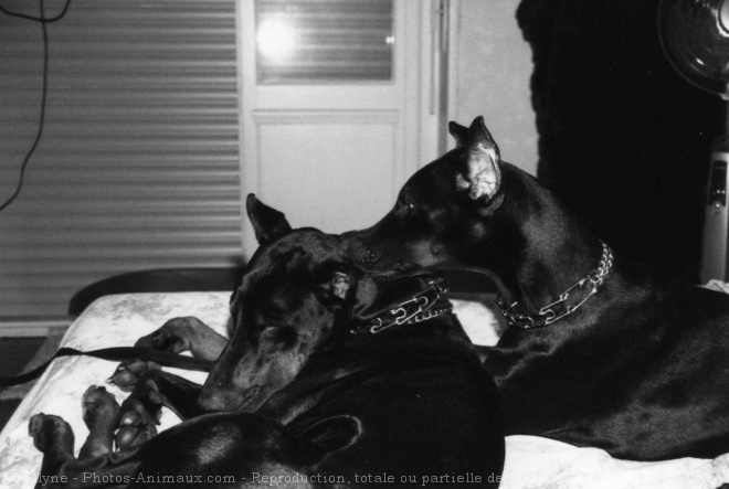 Photo de Dobermann