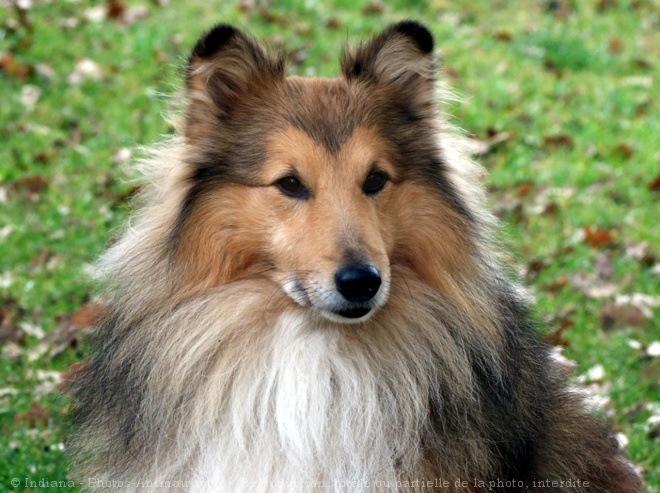 Photo de Chien de berger des shetland