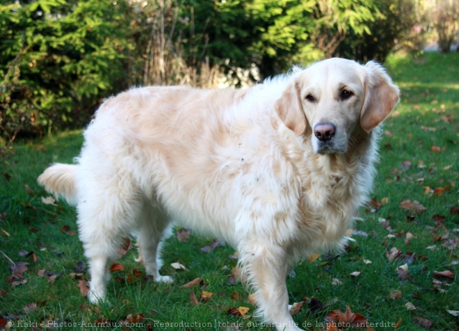 Photo de Golden retriever