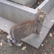 Photo de Chat domestique