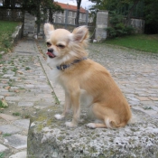 Photo de Chihuahua  poil long