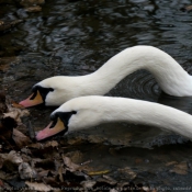 Photo de Cygne