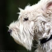 Photo de Scottish terrier