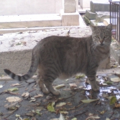 Photo de Chat domestique