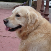 Photo de Golden retriever