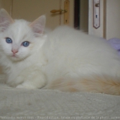 Photo de Ragdoll