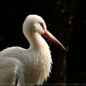 Photo de Cigogne