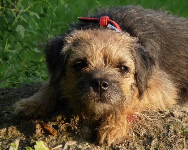 Photo de Border terrier