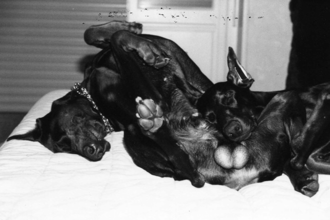 Photo de Dobermann