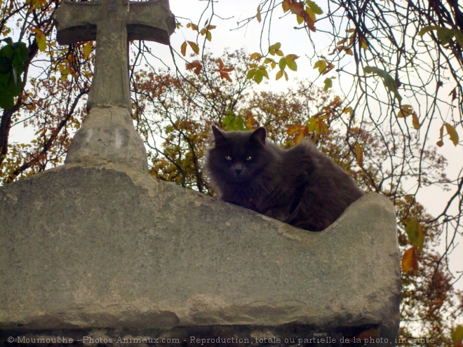 Photo de Chat domestique