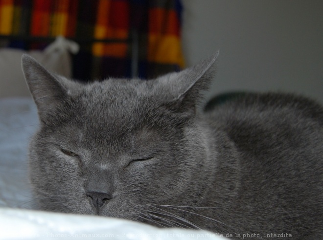 Photo de Chartreux