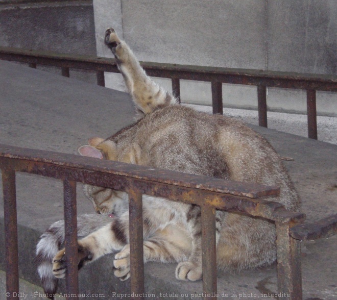 Photo de Chat domestique