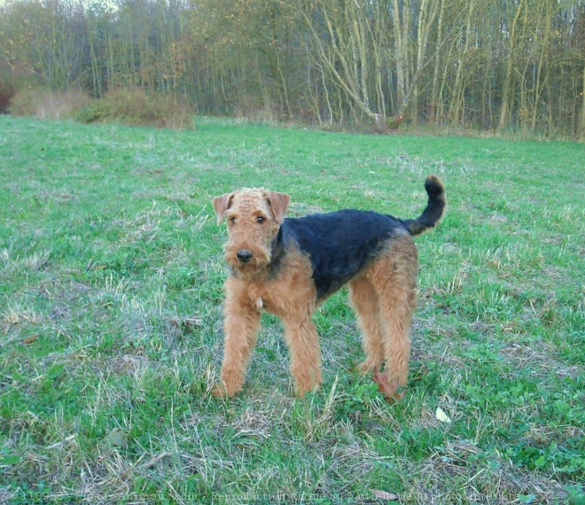 Photo d'Airedale terrier