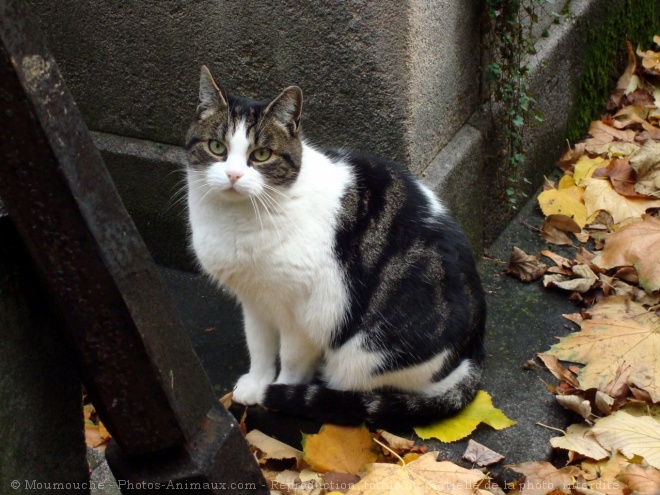 Photo de Chat domestique